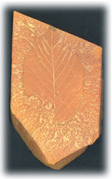 Fossil