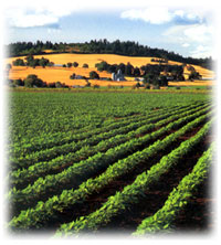 Willamette Valley