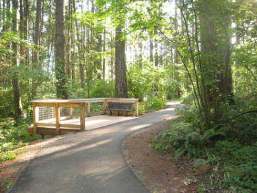 Image of viewing platform in woods