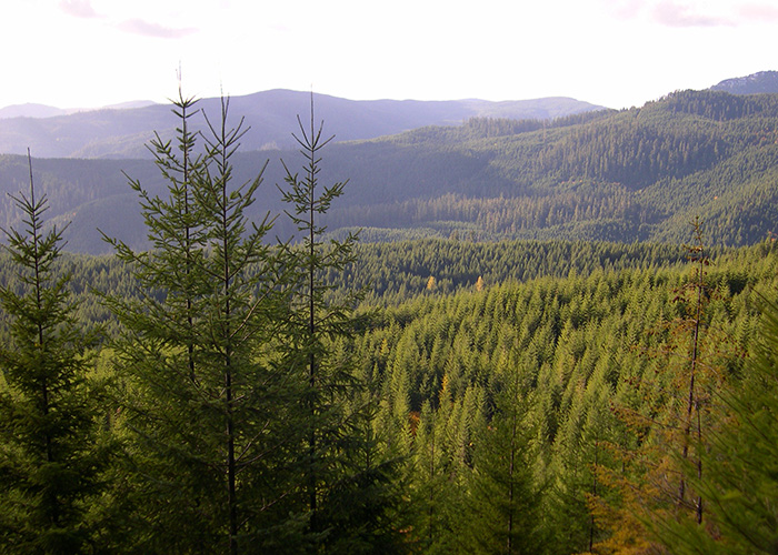 Forests cover a hilly landscape