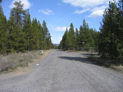 Paved, rural road lined with pine trees on otherwise vacant land.