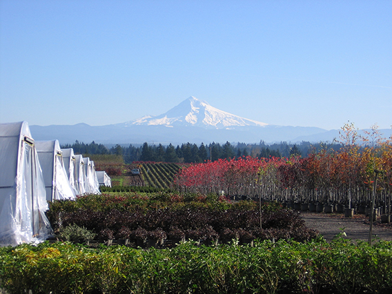 Oregon nursery and green house with Mt. Hood in the background.