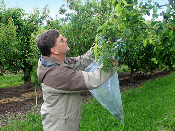 Employee collecting samples from a fruit tree.