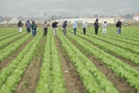 field workers on farm