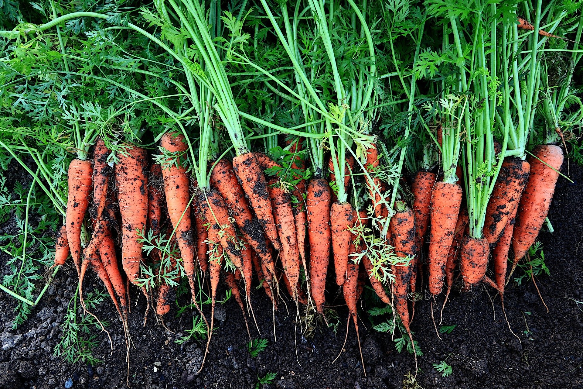 carrots image