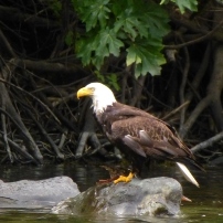 Blad eagle perches on a rock in the Rogue River.