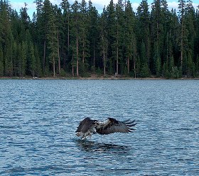 Osprey dives for prey on South Twin Lake near La Pine.