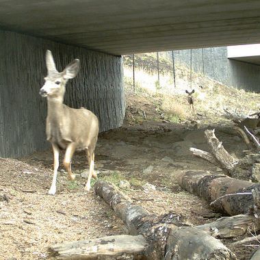 Deer take advantage of a dedicated undercrossing in central Oregon.