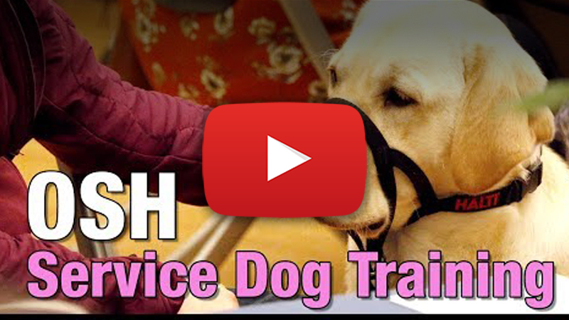 therapy dog graduation video
