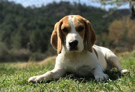 beagle stittiing in sun on hillside
