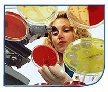Woman examining specimens in petri dishes using a microscope