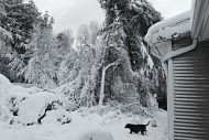 Trees and a house blanketed by a heavy snowfall