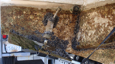 Contaminated boat with invasive quagga mussels