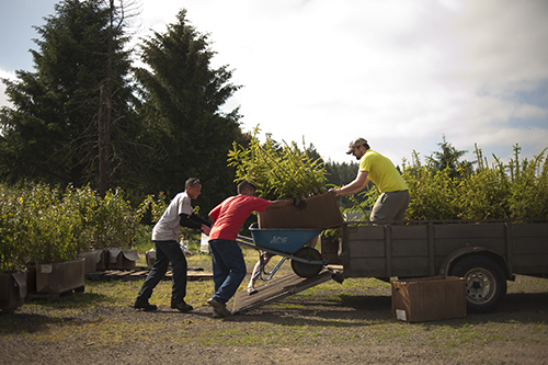 men on tree farm load truck with small trees