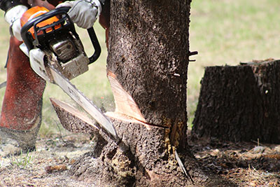 chainsaw cuts into tree trunk.jpg