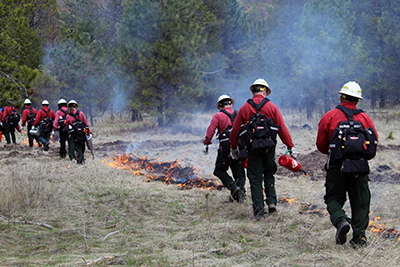 wildland firefighters line up with torches beside grass fire.jpg