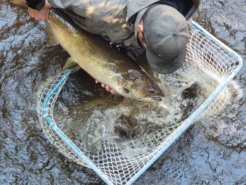 Man holding a salmon near a net while standing in water