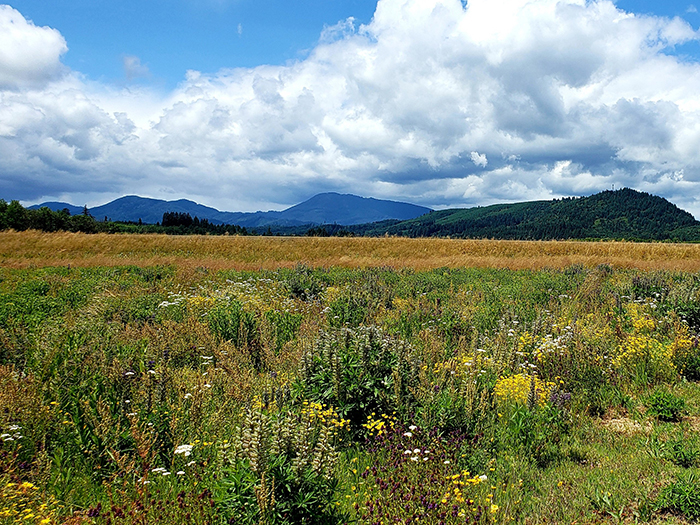Green and yellow wetland with mountains and clouds in the background