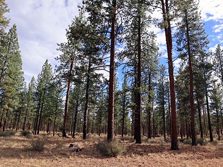 High desert forest with coniferous trees
