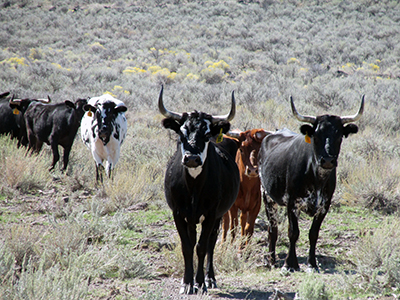 Black and brown cattle with brush in the background
