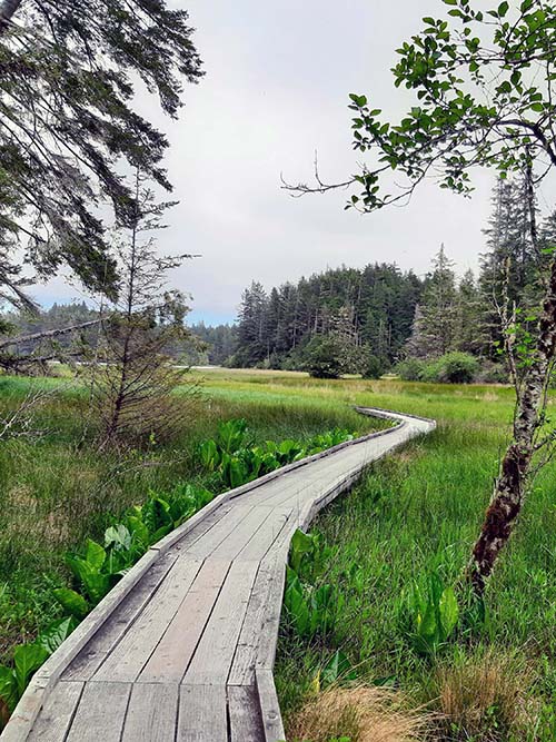 Boardwalk leading out to lush green wetland