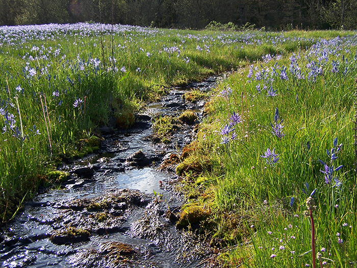 Stream surrounded by plant life and purple camas flowers