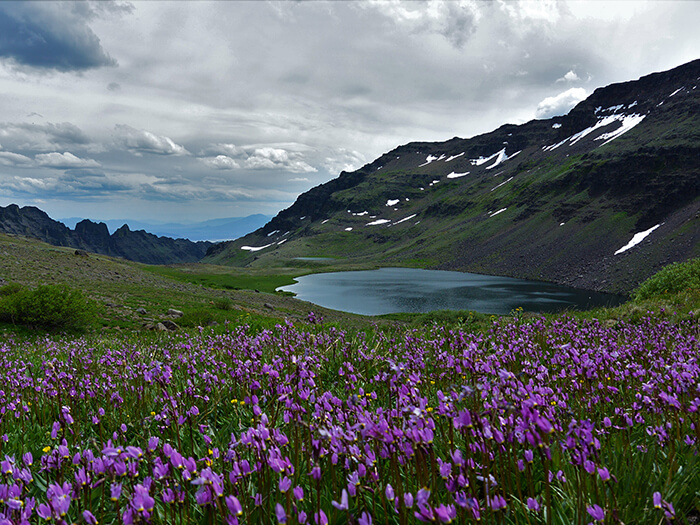 Mountain with lake and purple wildflowers