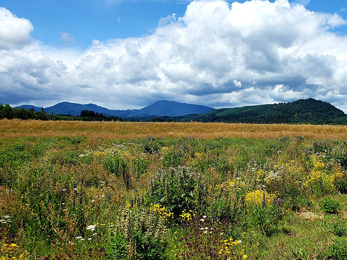 Wetland with wildflowers and mountains in the background
