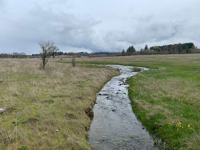 Stream with grass growing along the banks.