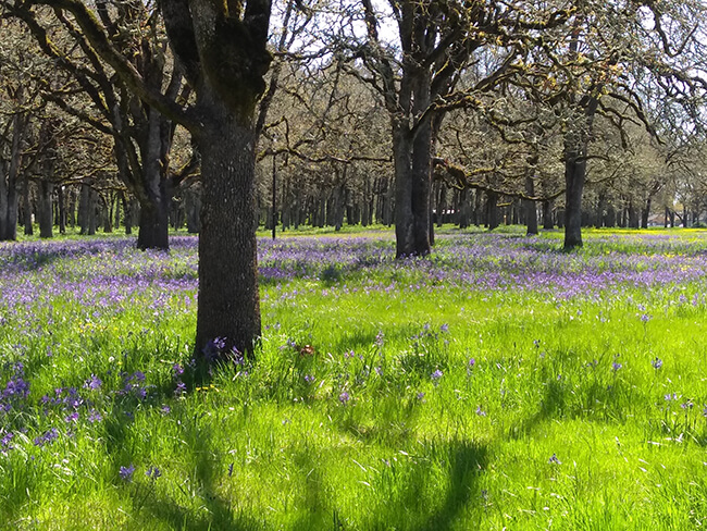 Large trees surrounded by green grass and purple flowers.