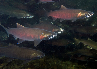 Colorful Coho salmon swimming in dark waters.