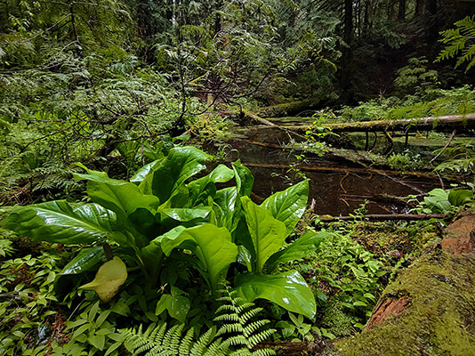 Green wetland with ferns and skunk cabbage