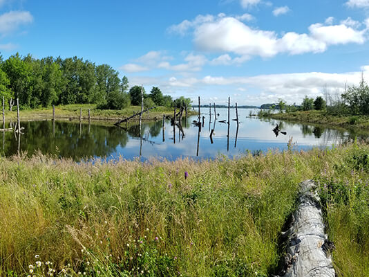 Wetland with waterway and blue sky