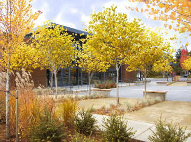 Image of public patio with trees