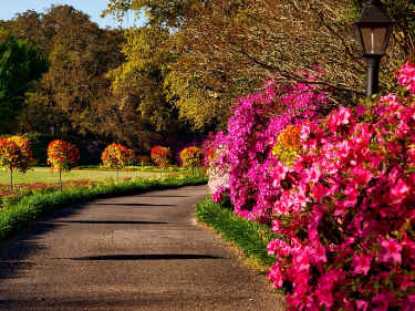 Photo of path with flowering shrubs