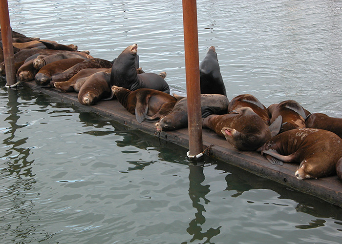 Sea lions share a wooden dock