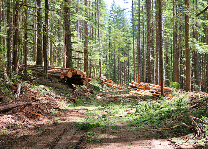 A forest in Gordon Creek with felled timber amid the trees. 