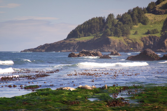 Otter Rock seals and kelp