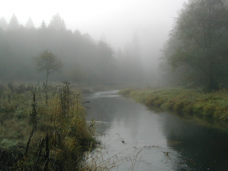 Picture of a creek with heavy fog in the air.