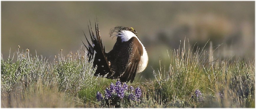 A sage grouse in eastern Oregon.