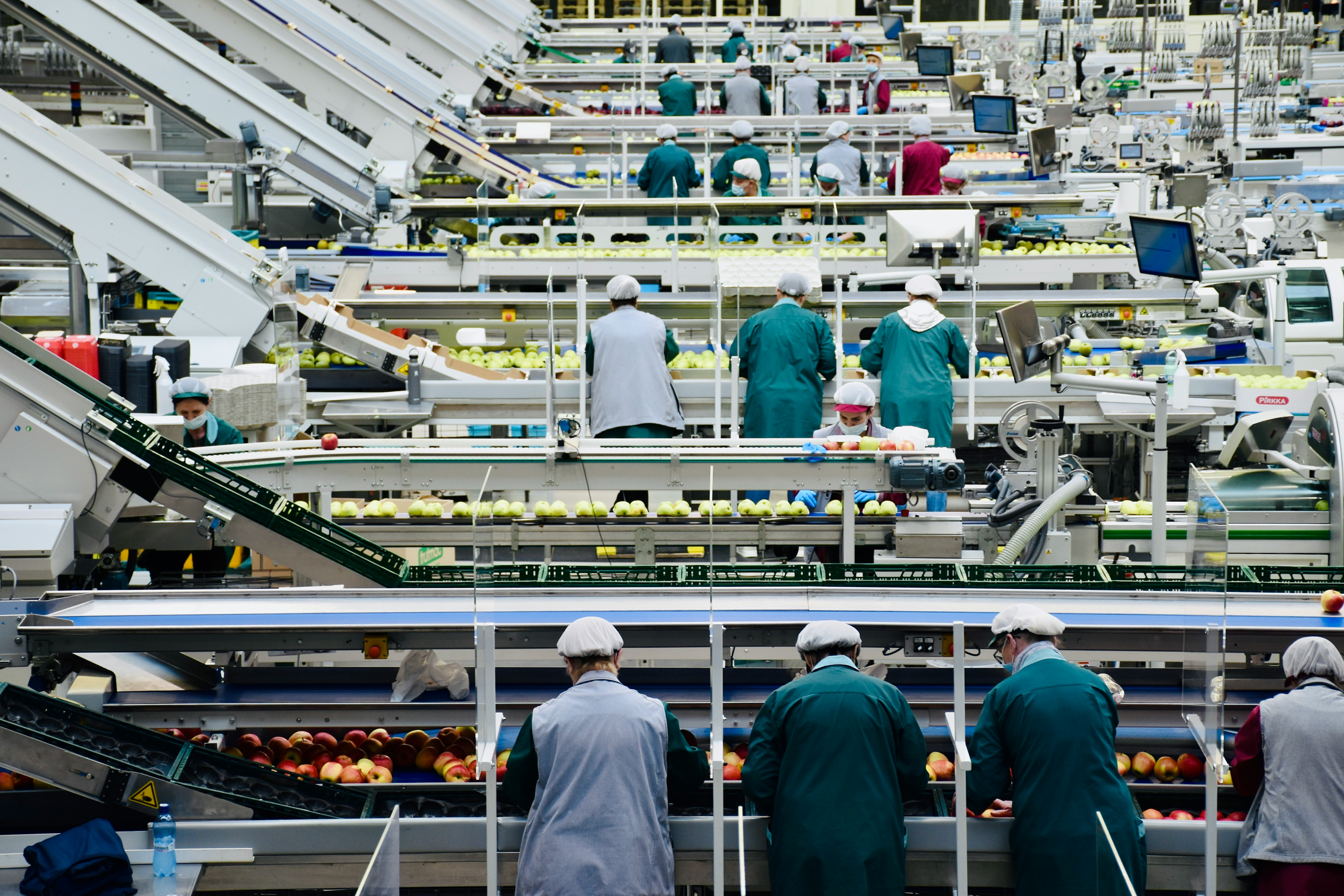 Workers process and package apples as they go by on rows of conveyorbelts