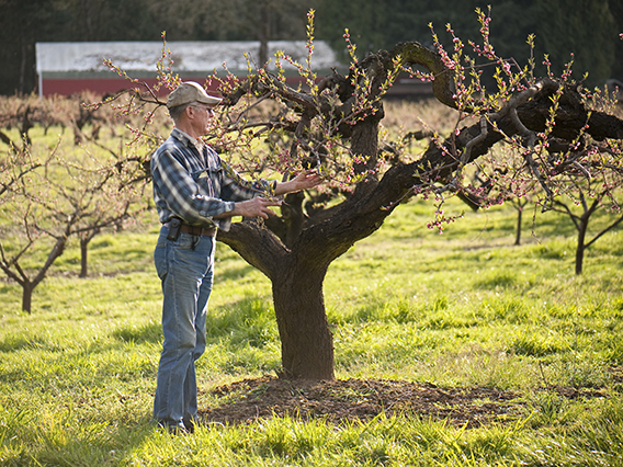 Orchardist examines budding branches on a fruit tree.