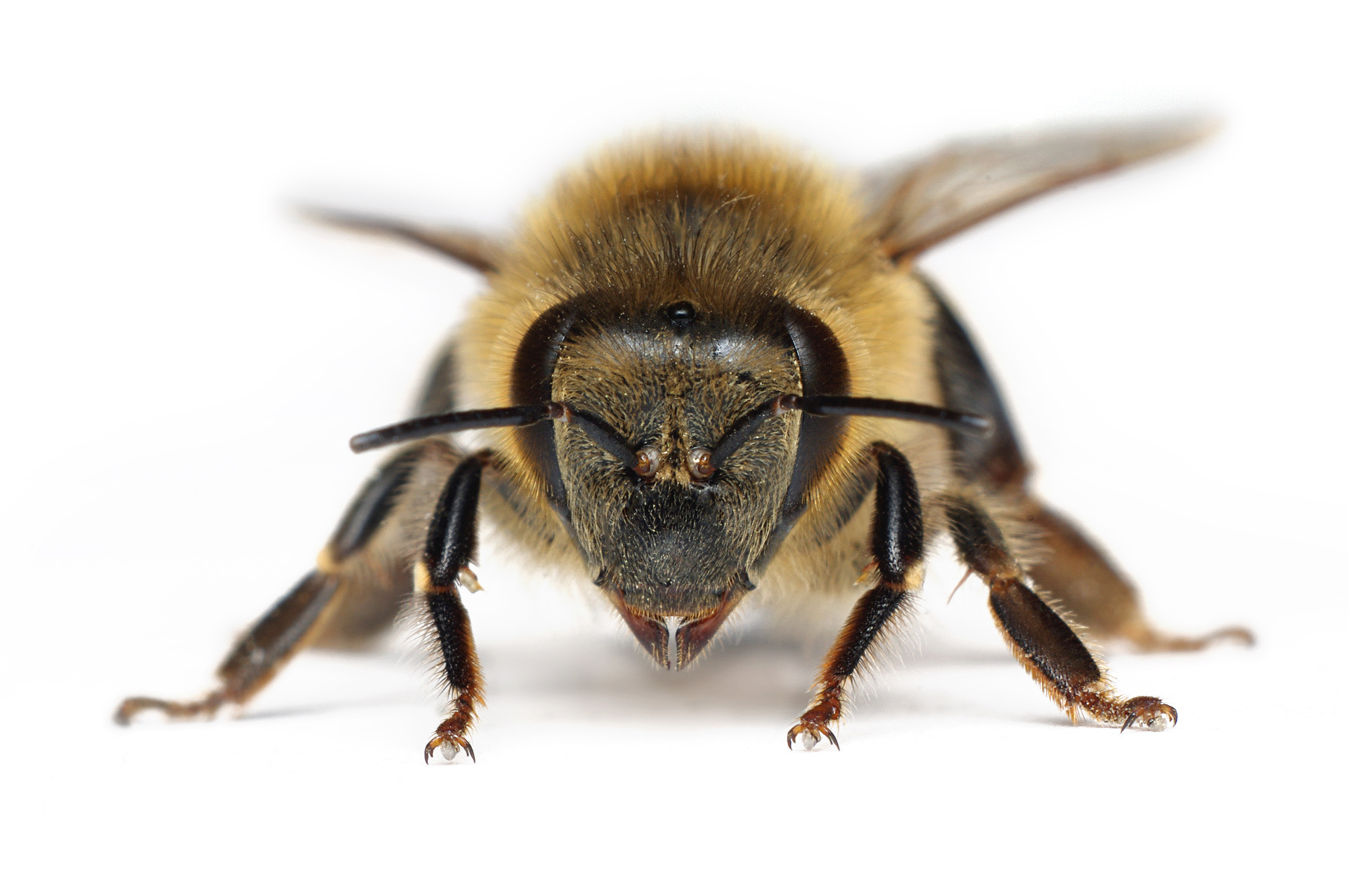 Apis mellifera - anterior.jpg