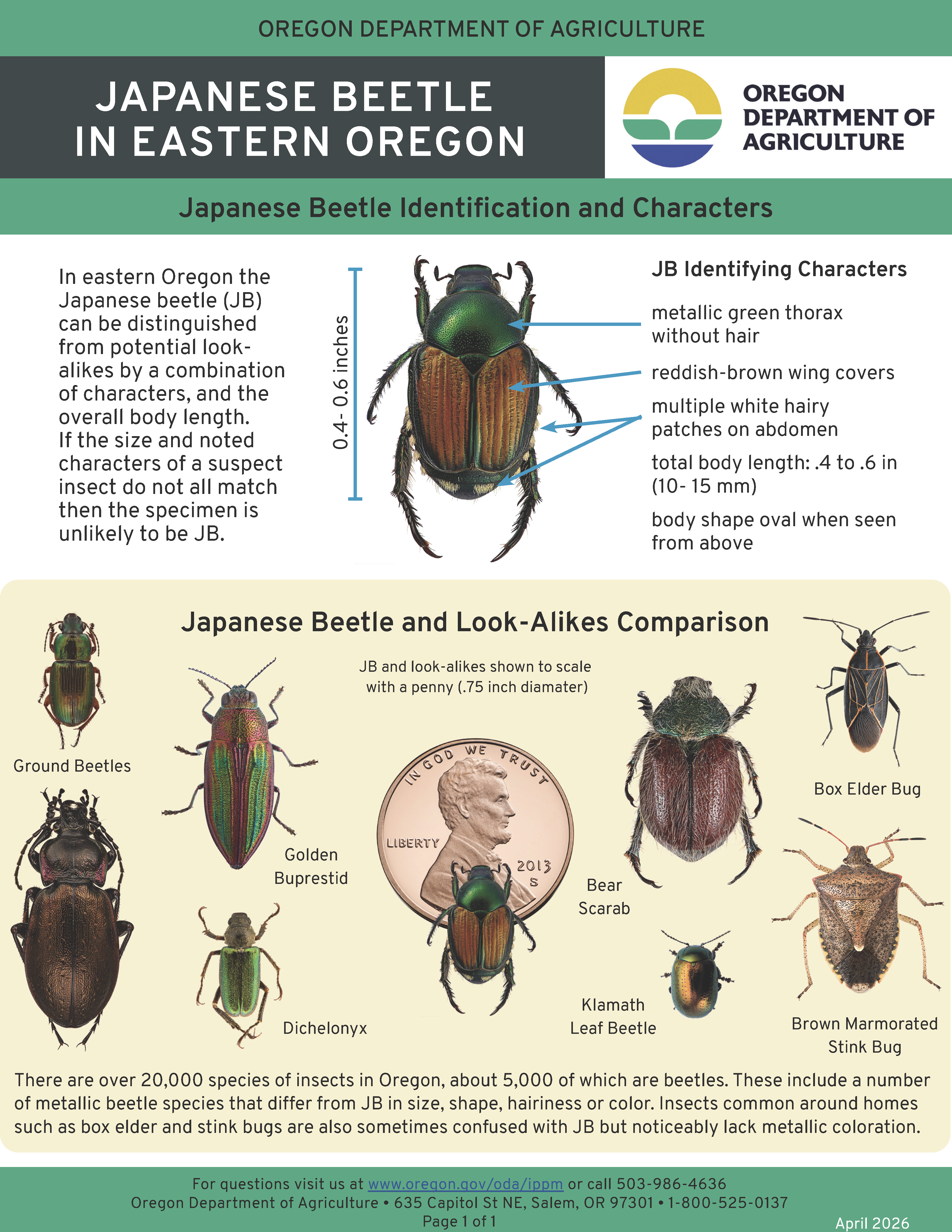 Japanese Beetle Look Alike.png
