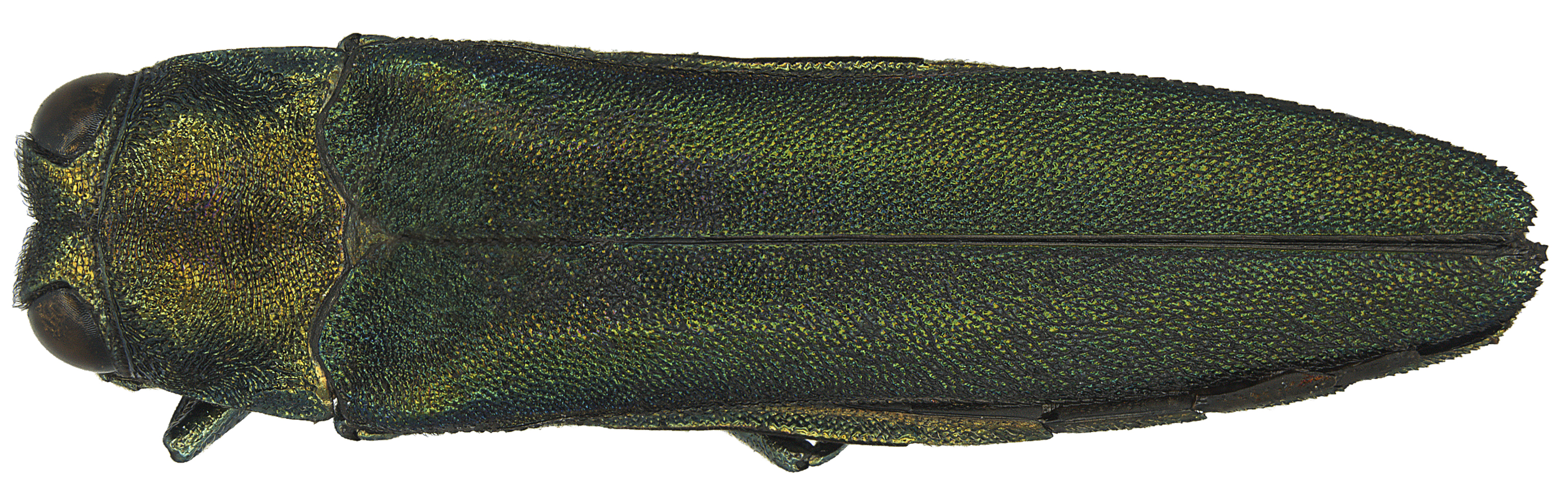 Agrilus planipennis dorsal.jpg