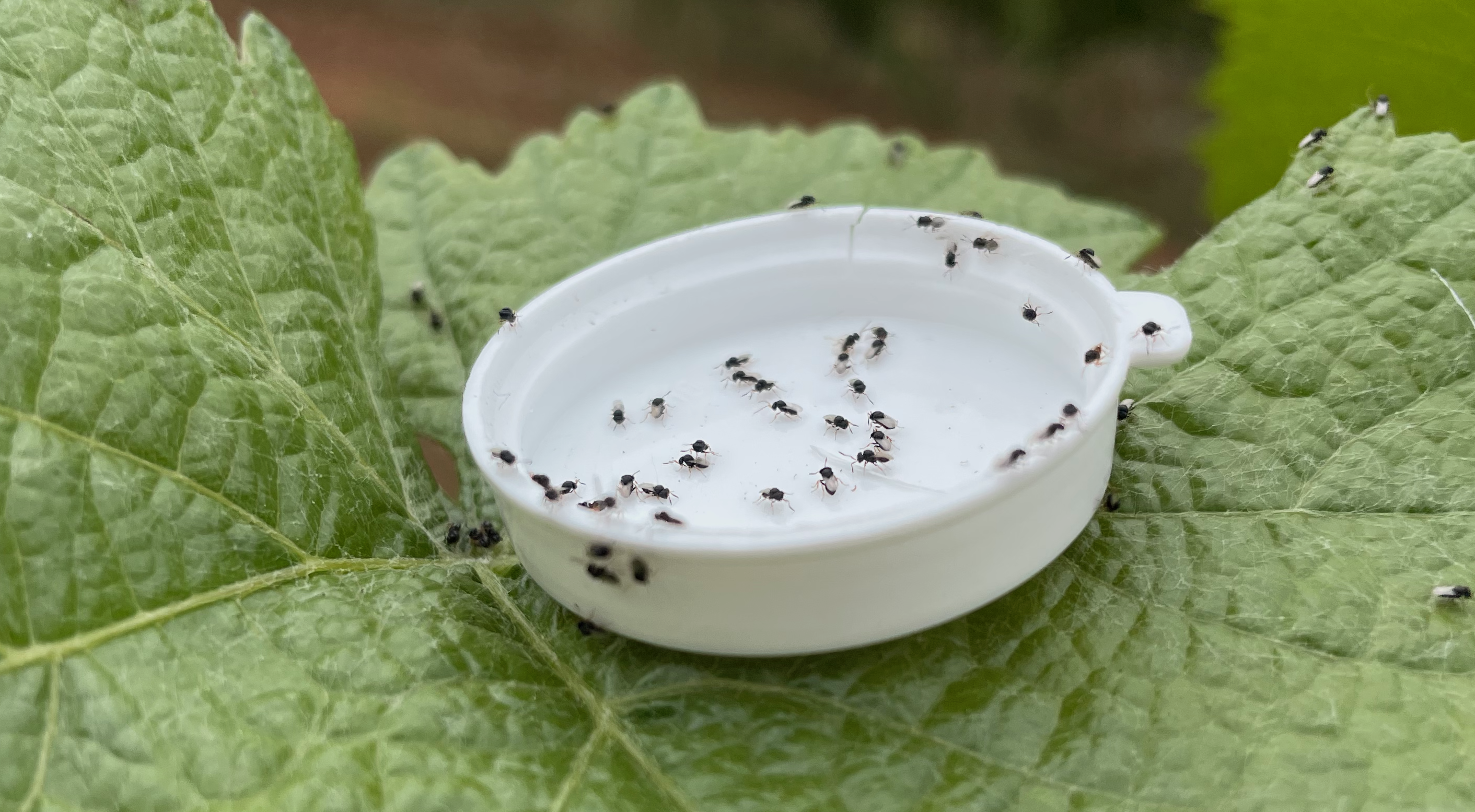 Biocontrol Release on winegrape.png