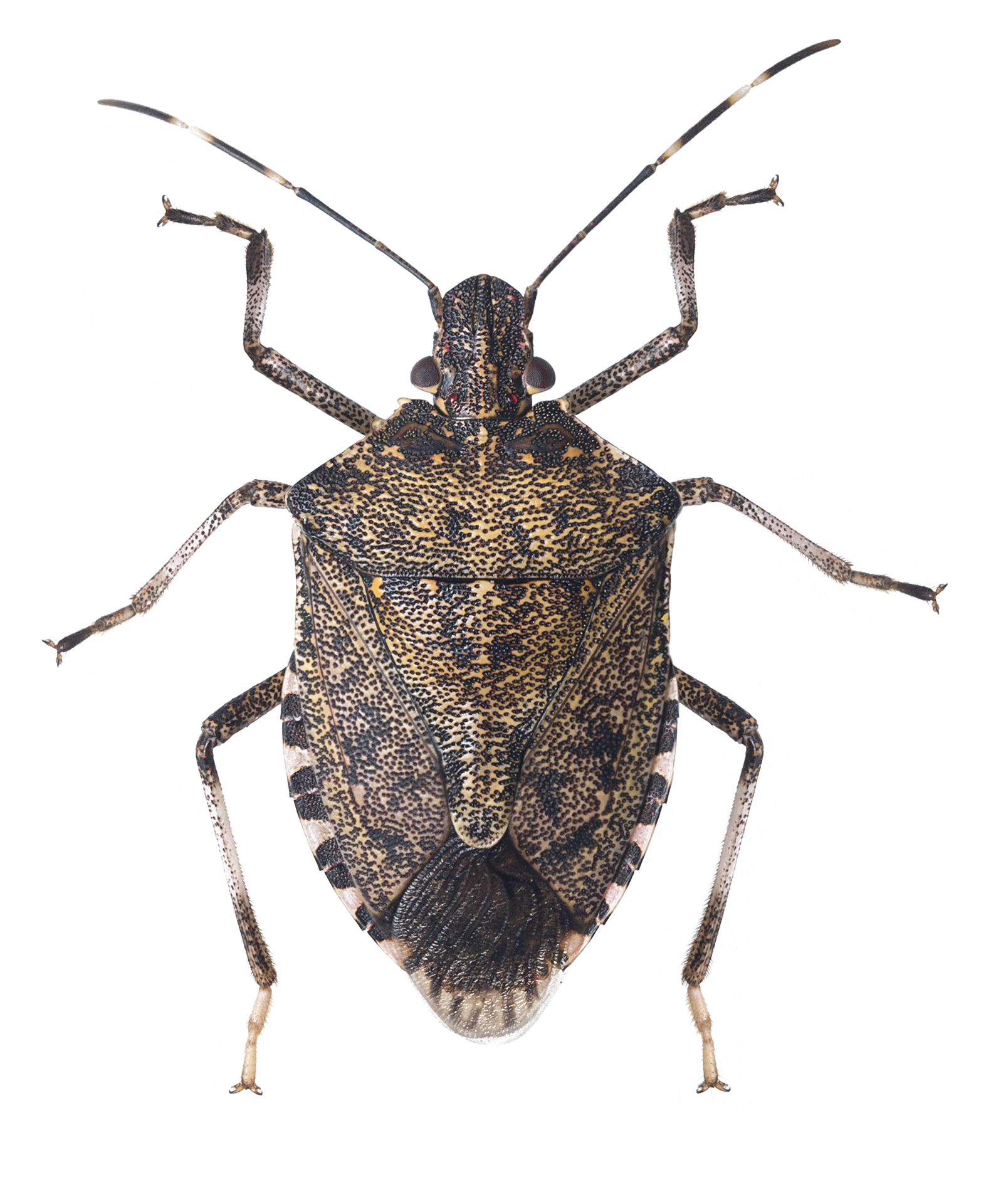 Halyomorpha halys adult.jpg