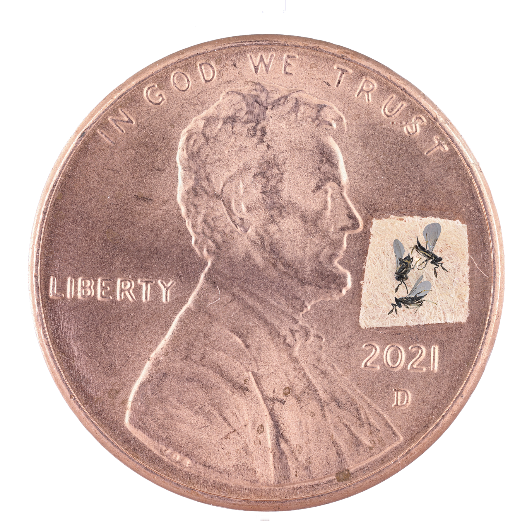 Oobius agrili adults vs Penny.png