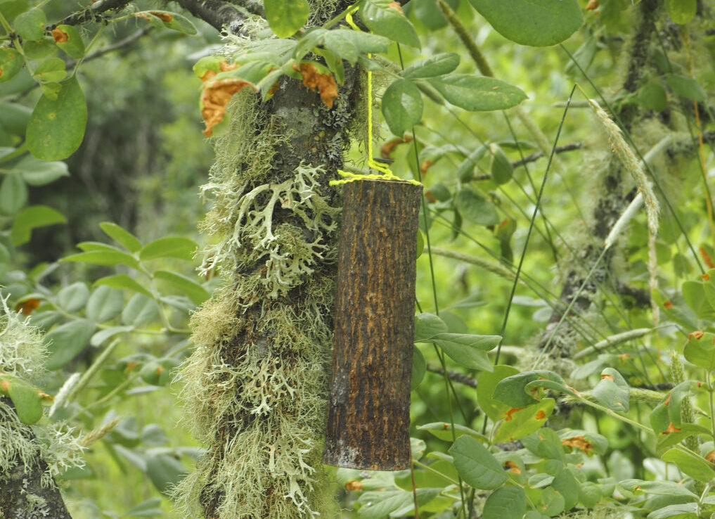 Spathius bolt deployment.jpeg