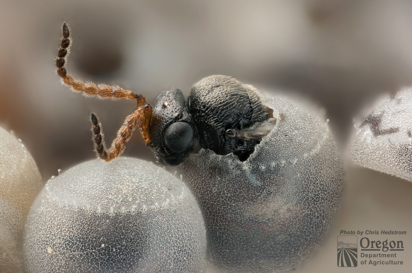 Trissolcus japonicus emerging from BMSB.jpg